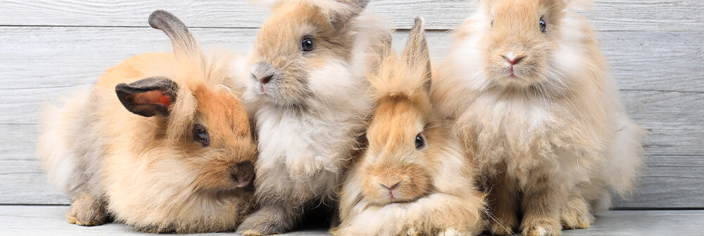 Fotobehang konijnen