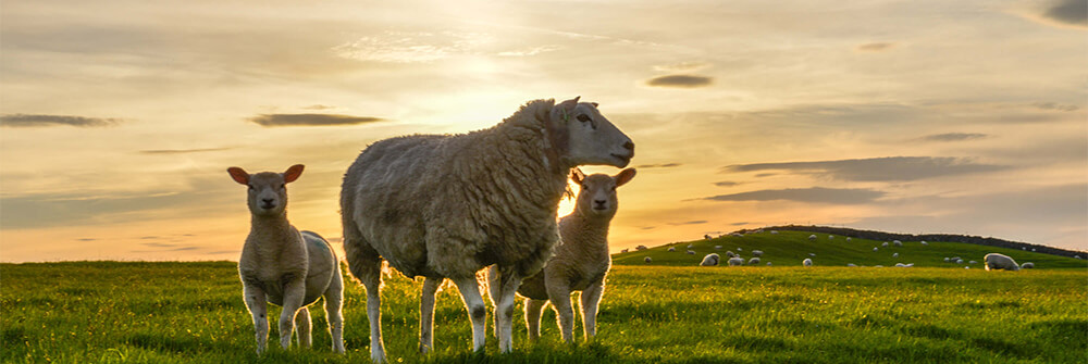 Schapen op fotobehang Schapen op fotobehang