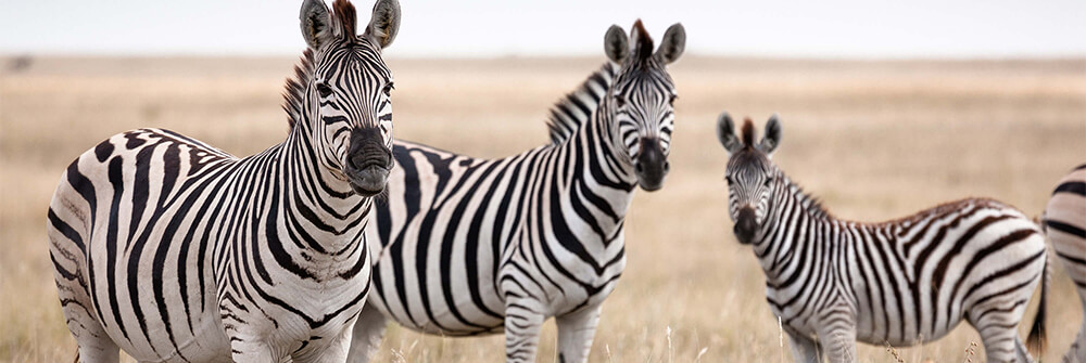 Zebra's op fotobehang Zebra's op fotobehang