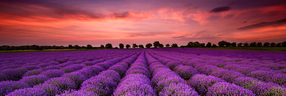 Behangpapier met bloemenvelden Behangpapier met bloemenvelden