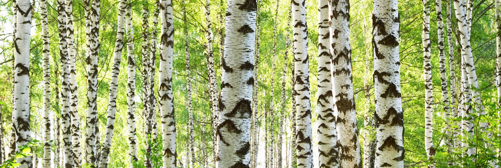 Fotobehang met bomen Fotobehang met bomen
