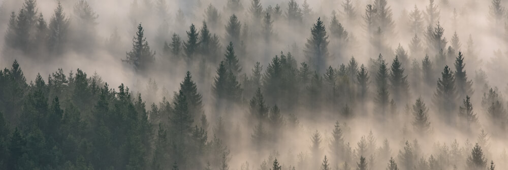 Bosbehang - Fotobehang met een bos Bosbehang - Fotobehang met een bos