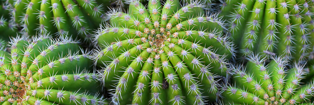 Fotobehang met Cactussen