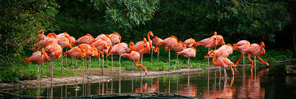 Flamingo's op fotobehang Flamingo's op fotobehang