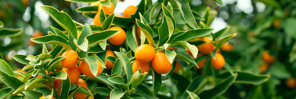 Fotobehang met fruit Fotobehang met fruit