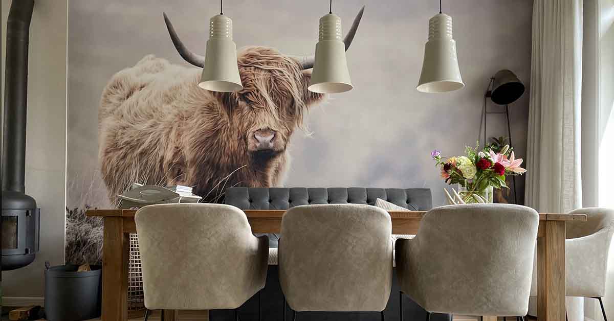 Fotobehang met Schotse Hooglanders