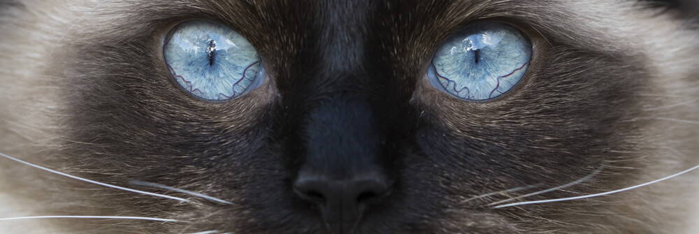Katten en Poezen behangpapier Katten en Poezen behangpapier