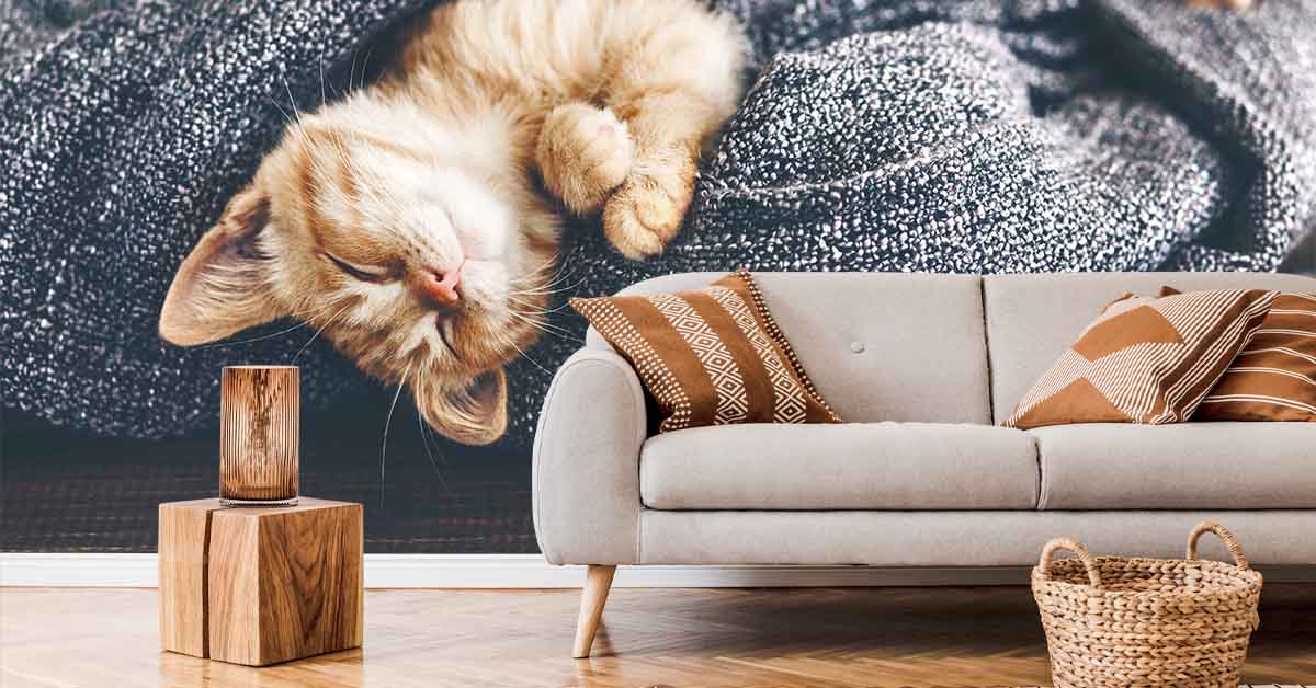 Katten en Poezen behangpapier