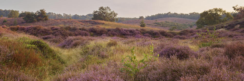 Fotobehang met Lavendel bloemen Fotobehang met Lavendel bloemen