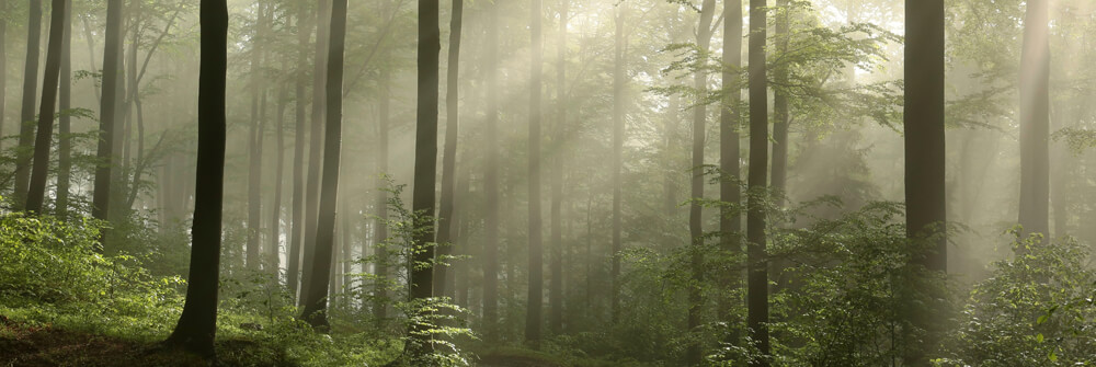 Natuur behang Natuur behang