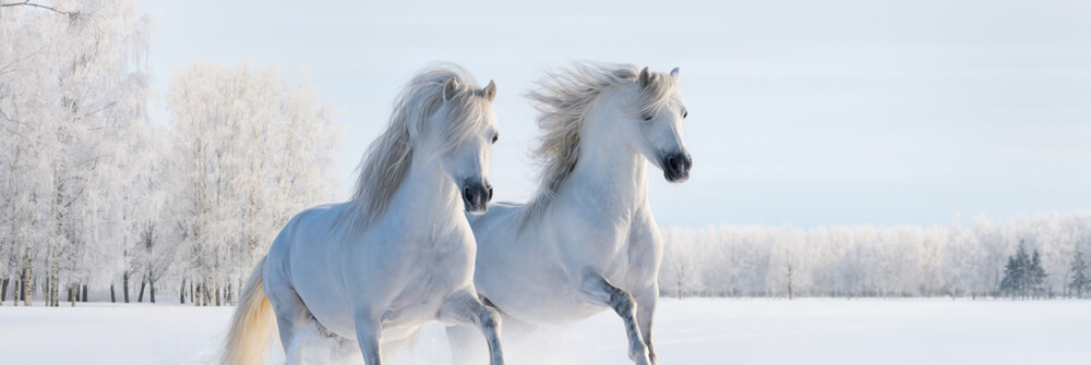 Behangpapier met paarden Behangpapier met paarden