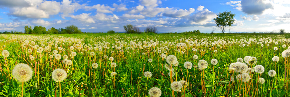 Fotobehang paardenbloem Fotobehang paardenbloem