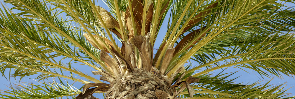Fotobehang met palmbomen Fotobehang met palmbomen