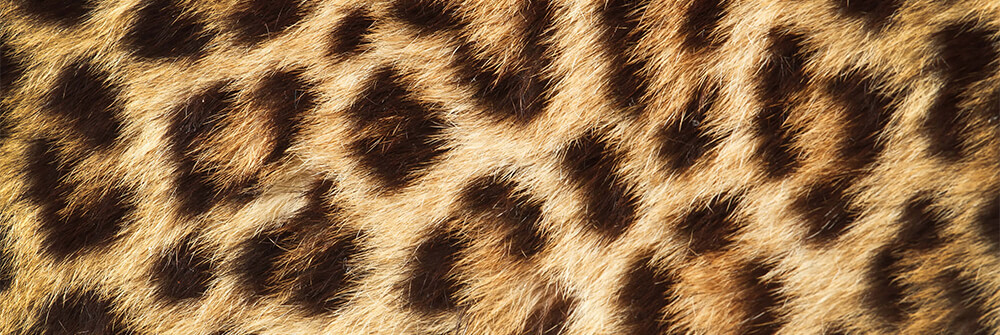 Panter behang Panter behang