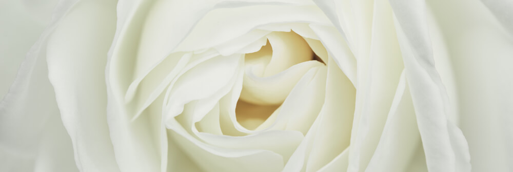 Fotobehang met rozen Fotobehang met rozen