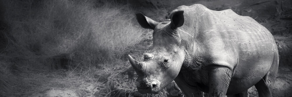 Fotobehang met safaridieren Fotobehang met safaridieren