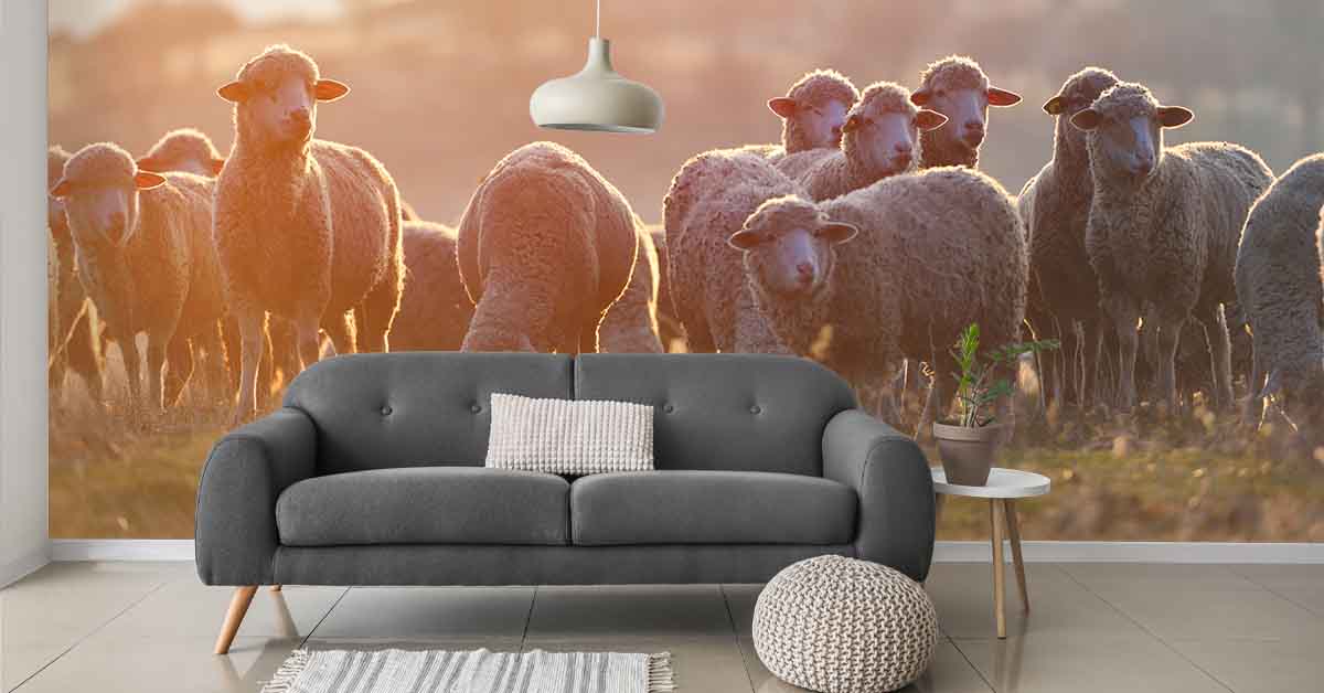 Schapen op fotobehang