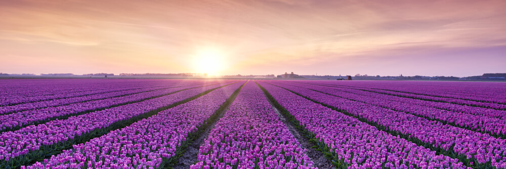 Fotobehang met Tulpen Fotobehang met Tulpen