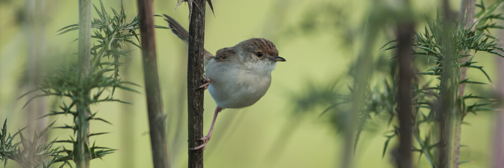Behangpapier met vogels Behangpapier met vogels