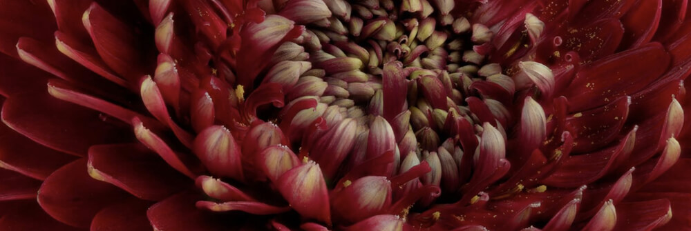 Wallexclusive Premium Flowers Wallexclusive Premium Flowers