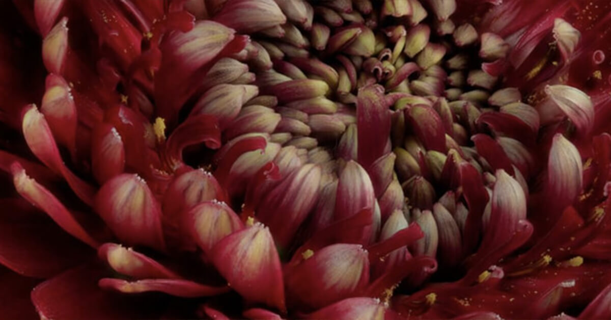 Wallexclusive Premium Flowers