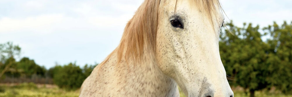 Wallexclusive Premium Animals Wallexclusive Premium Animals