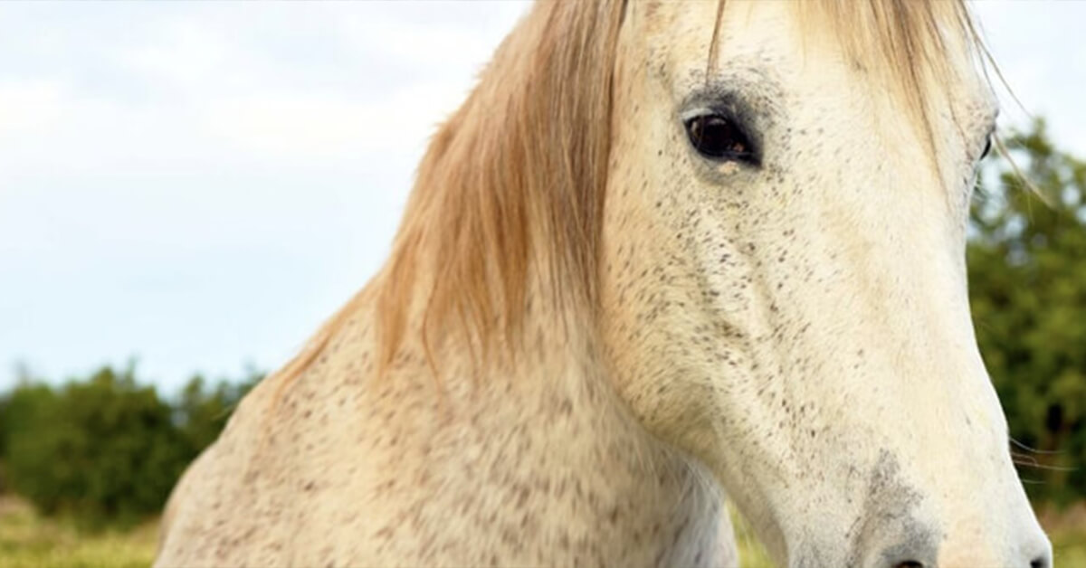 Wallexclusive Premium Dieren