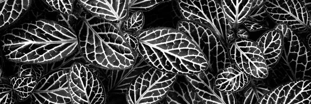 Wallexclusive Premium Black & White Wallexclusive Premium Black & White
