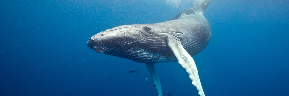 Fotobehang met zeedieren Fotobehang met zeedieren