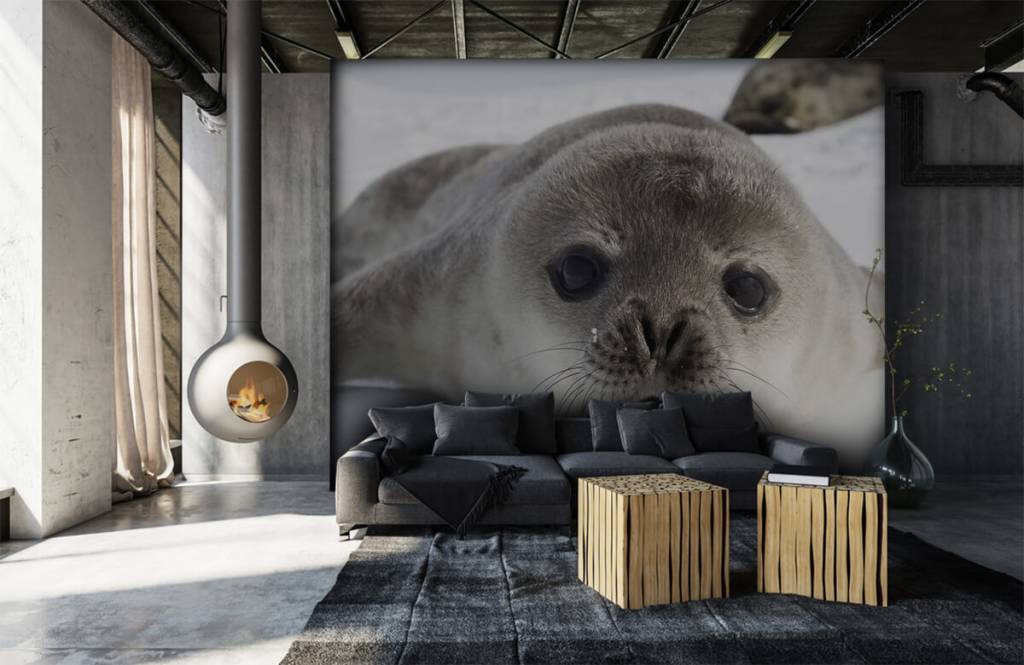 Peuterbehang - Close-up van een zeehond - Kinderkamer 5