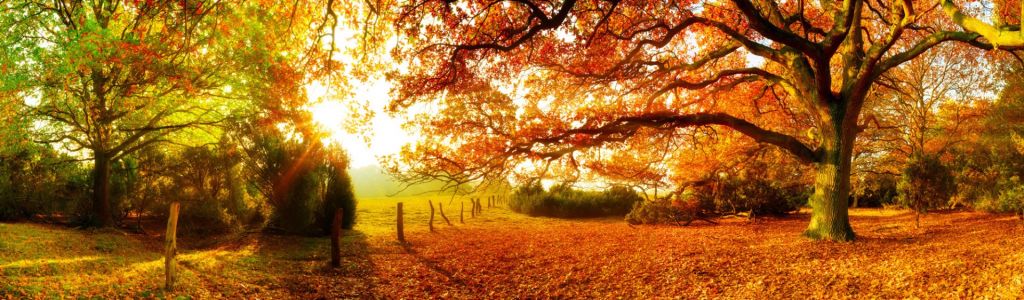 Herfstlandschap met bos en weide