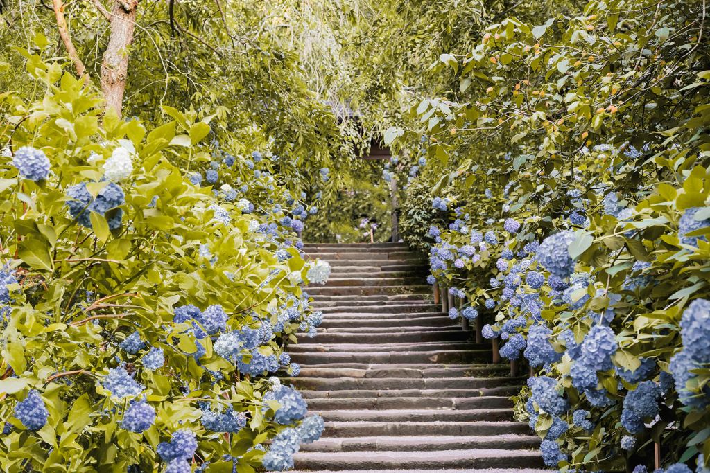 Blauwe bloemen in park