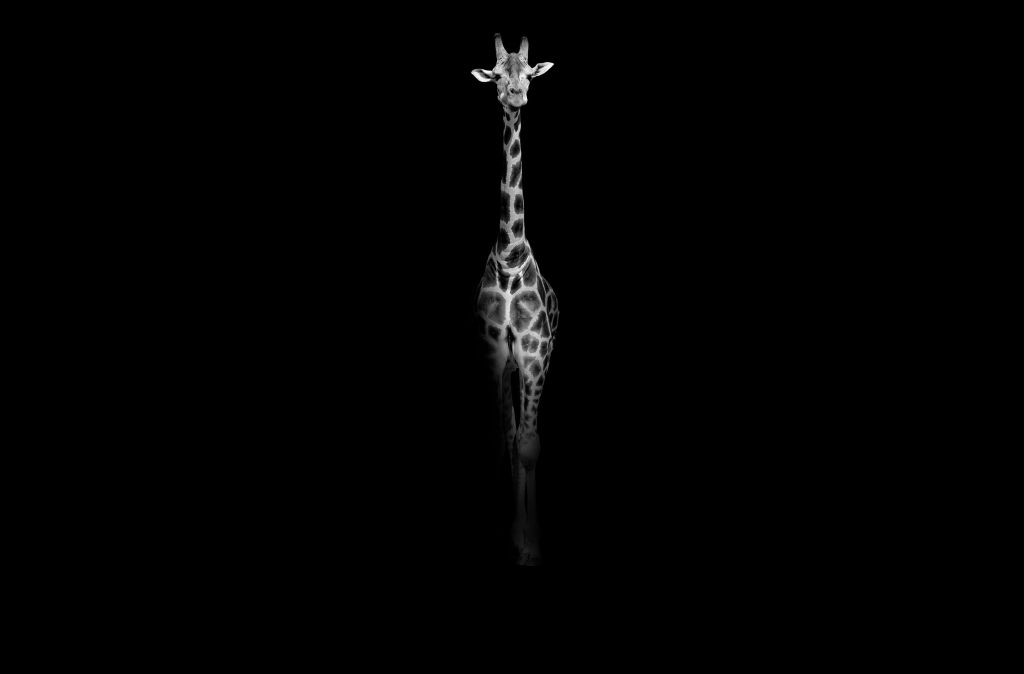 Giraffe zwart-wit