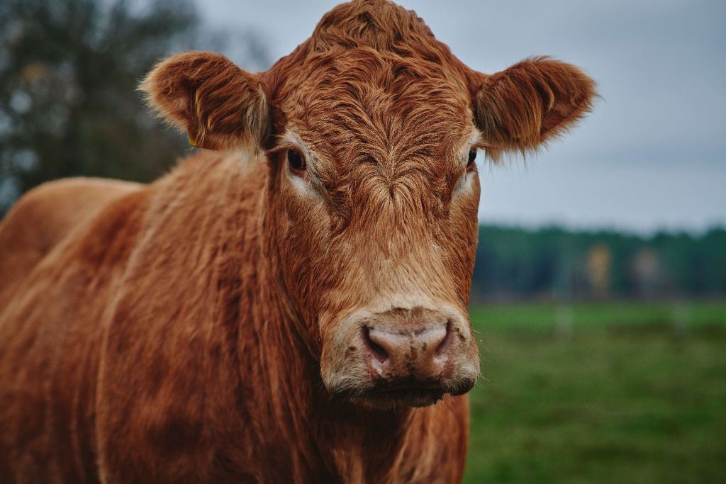 Portret van een koe