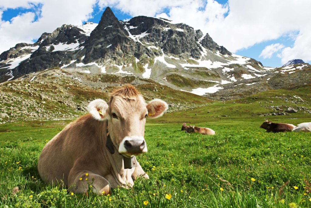Oostenrijkse koe