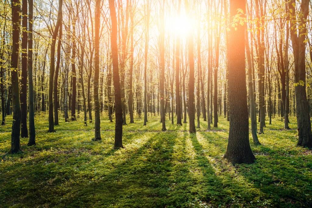 Avondzon in een bos