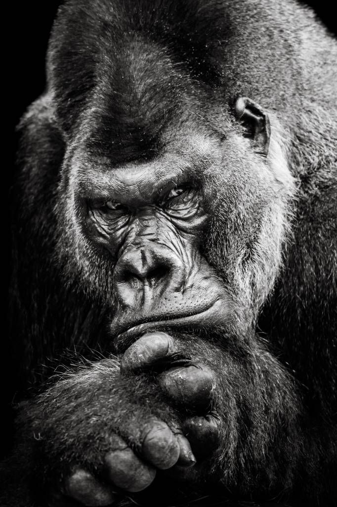 Close-up foto van een gorilla