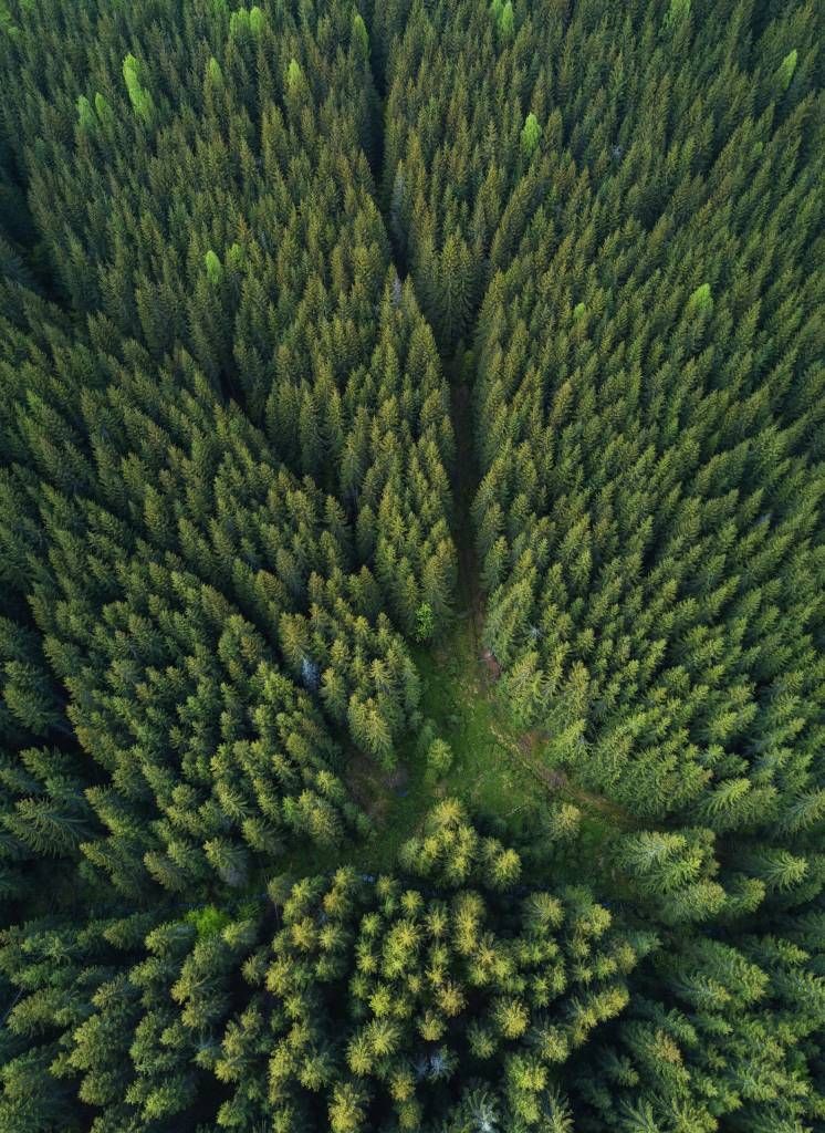 Dennenbos van bovenaf