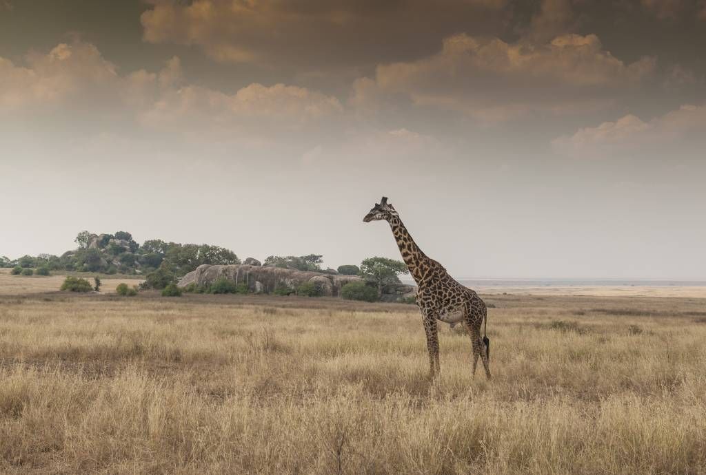 Giraffe op een savanne