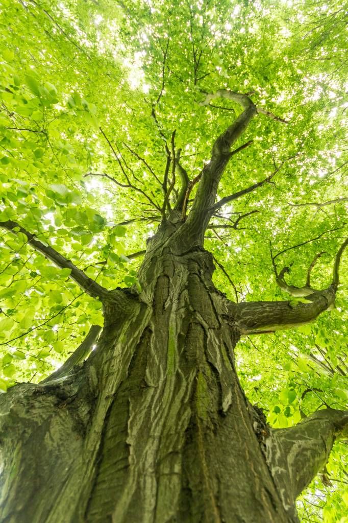 Grote boom in het bos