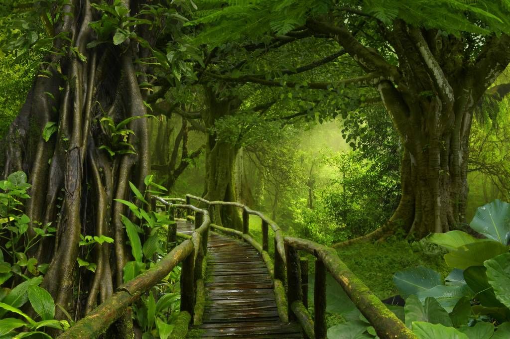 Houten brug door een groene jungle