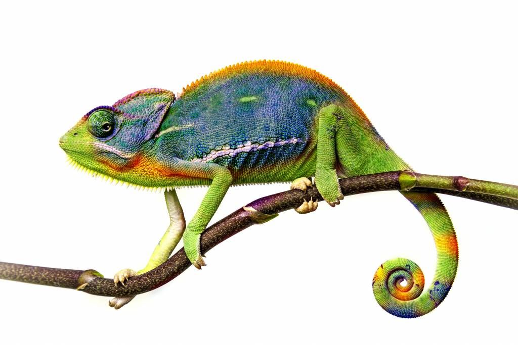 Kameleon