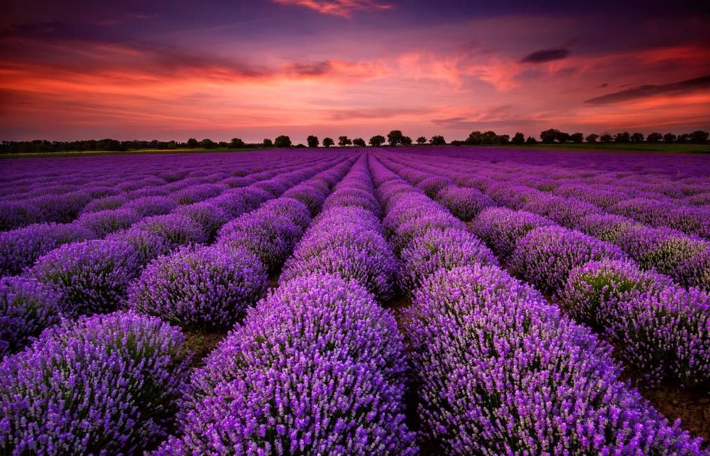 Veld met Lavendel