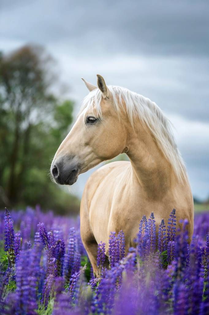 Paard tussen de Lupinus vlinderbloemen