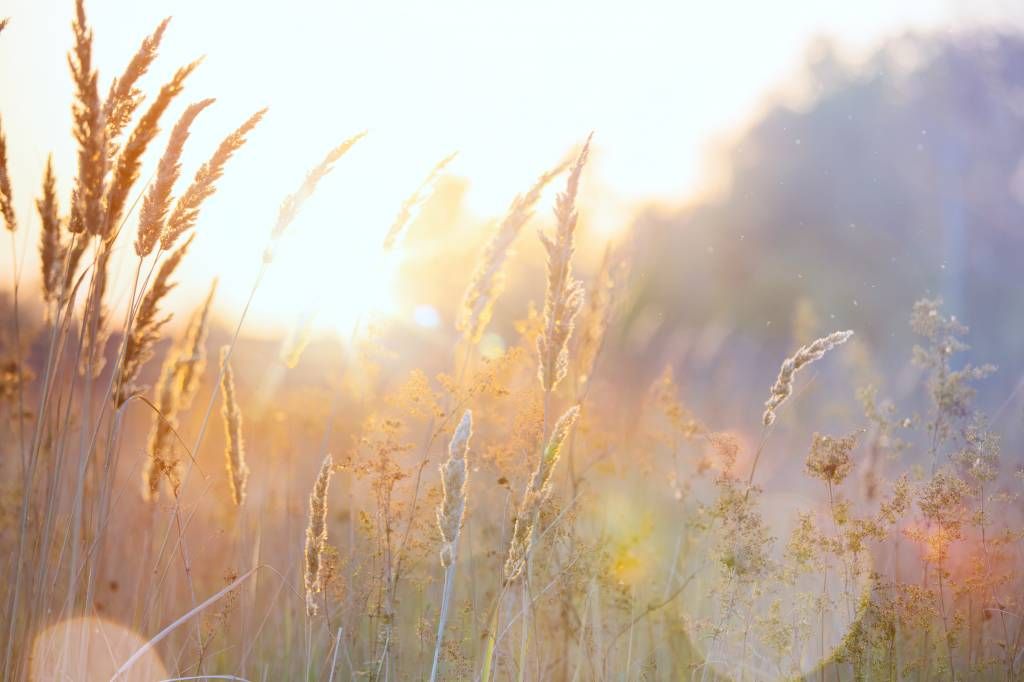 Zonnig veld