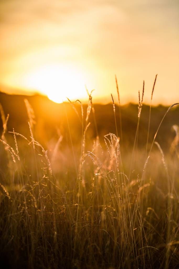 Zonsondergang tussen het graan