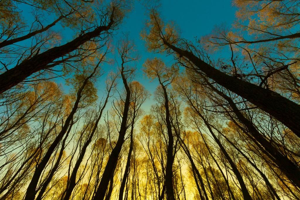 Zonsopkomst tussen hoge bomen