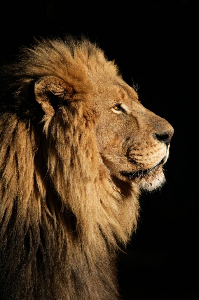 Side profile van een leeuw