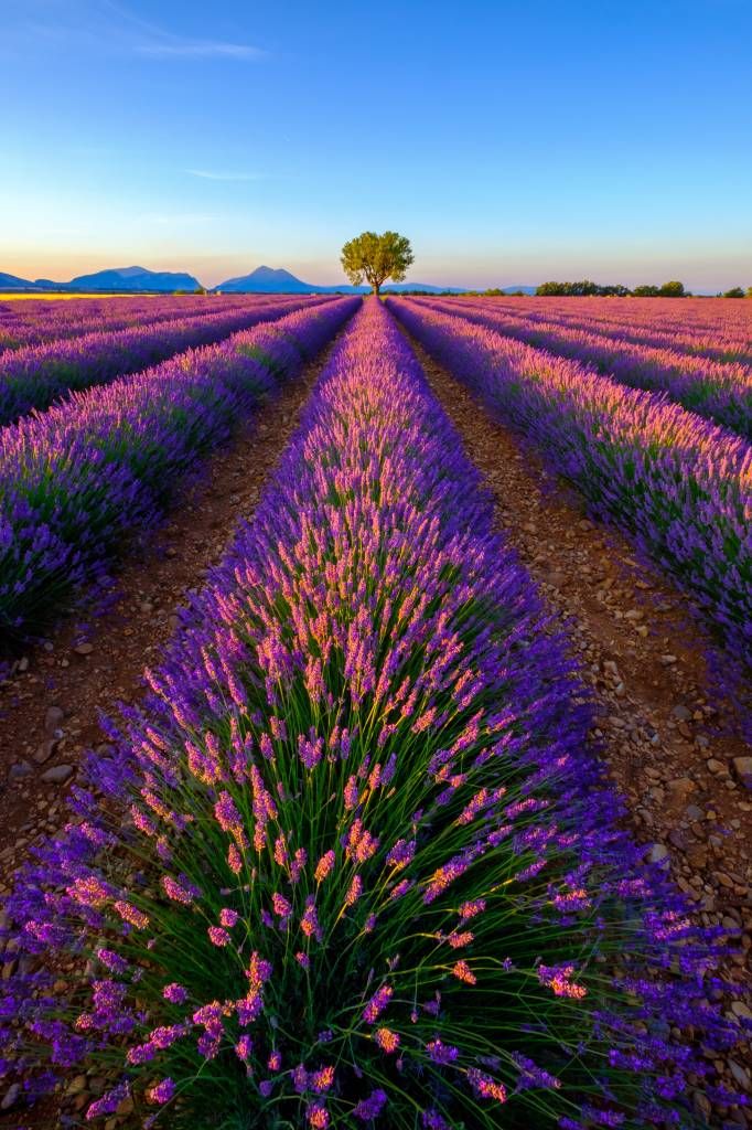 Lavendel bij zonlicht