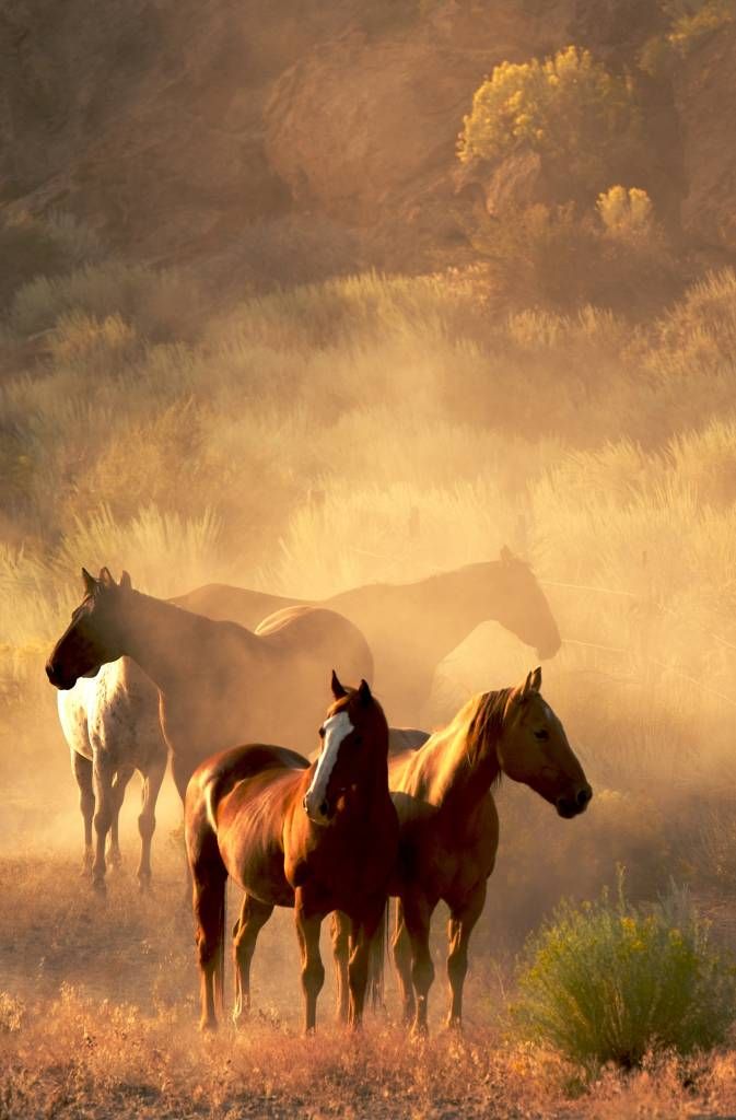 Paarden tijdens een zonsondergang